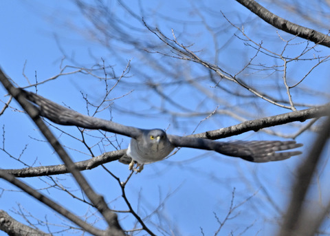 ツミ♀9697