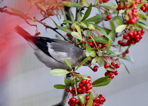 カラムクドリ1268