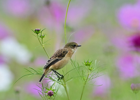 ノビタキ♀9610