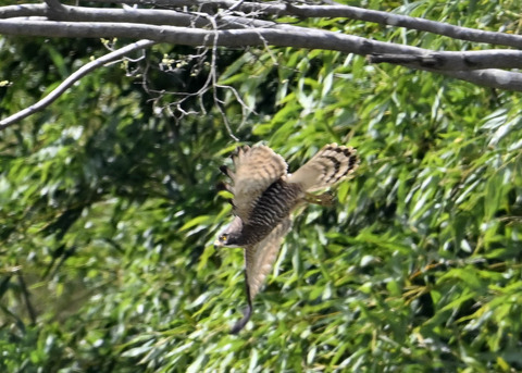 サシバ♀3348