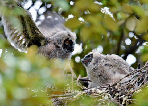 トラフズクのヒナ③④6902
