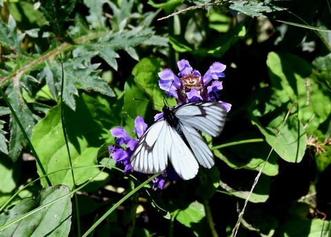 ミヤマシロチョウ♂2912