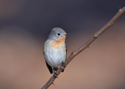 ニシオジロビタキ♂1580