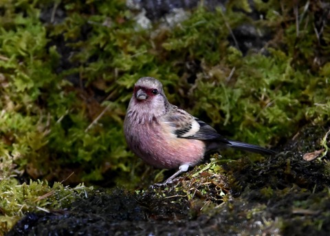 ベニマシコ♂4268