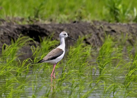 セイタカシギ9106