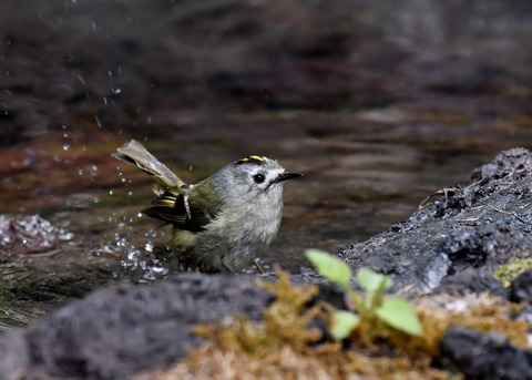 キクイタダキ9568