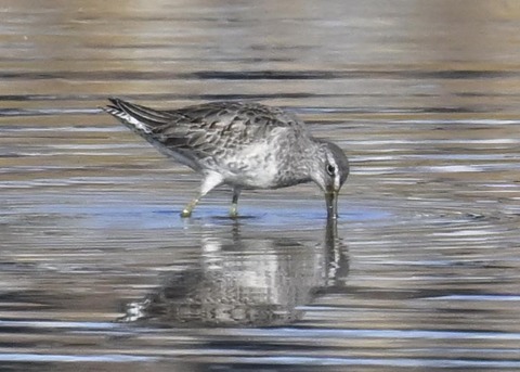 オオハシシギ2701