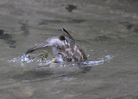 オシドリ♀幼鳥6683