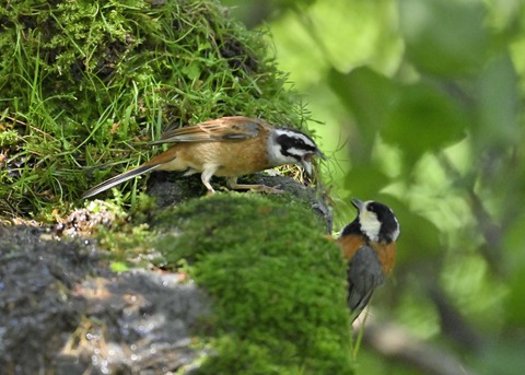ホオジロとヤマガラ4051-01