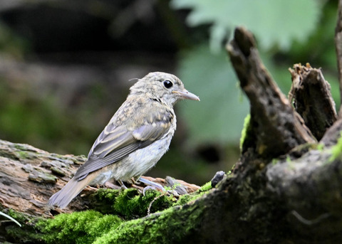 キビタキ幼鳥0464