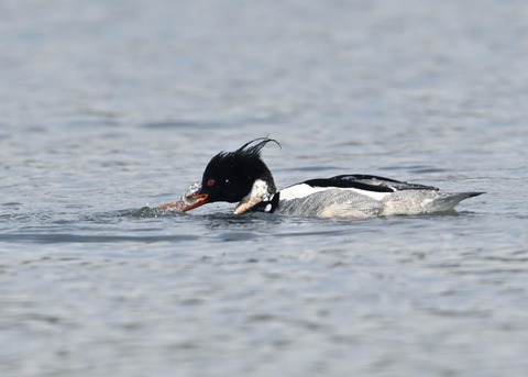 ウミアイサ♂6448