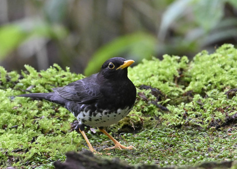クロツグミ♂3978