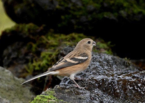 ベニマシコ♀冬羽1789