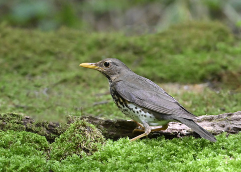 クロツグミ♀0563