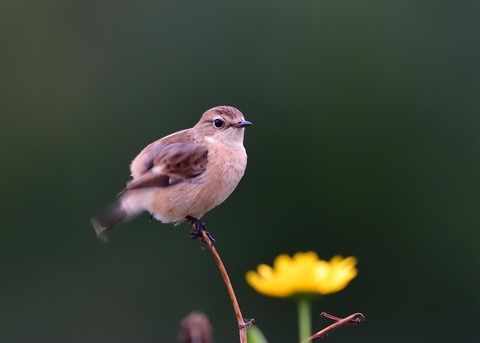 ノビタキ♀冬羽7079