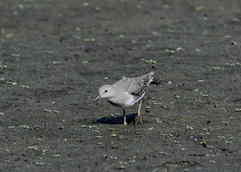 オジロトウネン5016