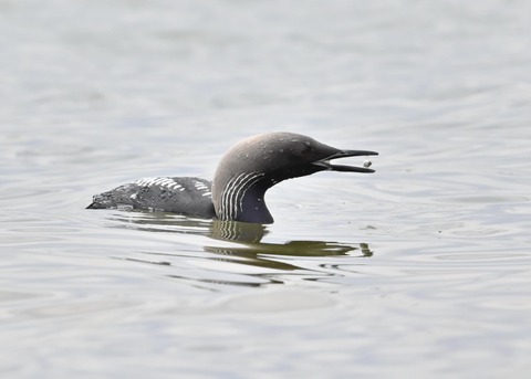 シロエリオオハム2703