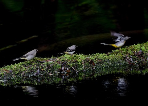 キセキレイ幼鳥8207