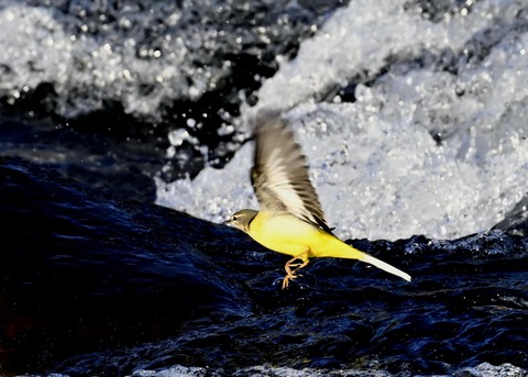 飛ぶ・キセキレイ8317