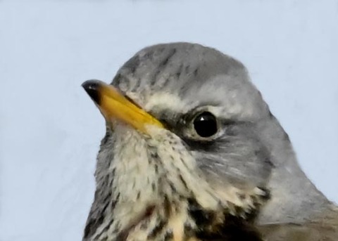 ノハラツグミ1000(1433)