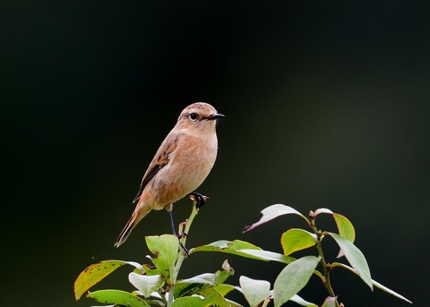 ノビタキ♀冬羽5899