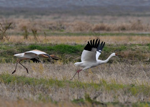 飛ぶ・ソデグロヅル7864
