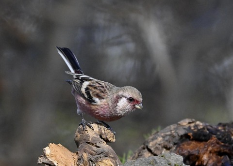 ベニマシコ♂5436