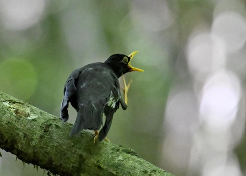 クロツグミ♂5714