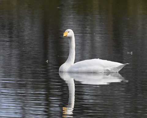 オオハクチョウ4475