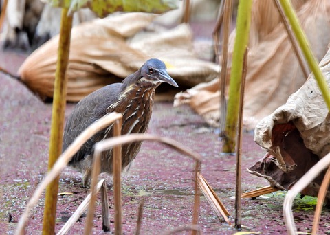 タカサゴクロサギ9838○ - コピー