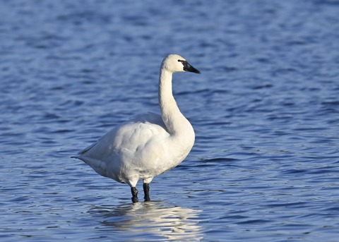 アメリカコハクチョウ9072