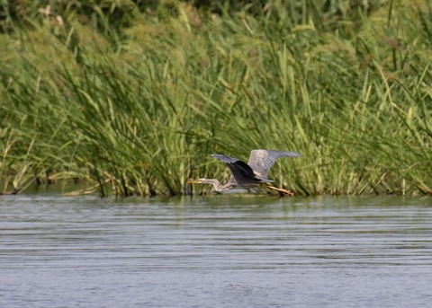 ムラサキサギ6639