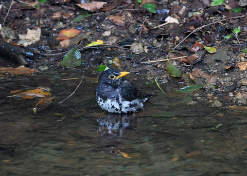 クロツグミ♂9328