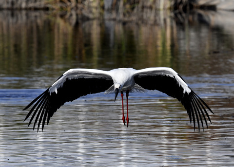 コウノトリ(J0127)6506