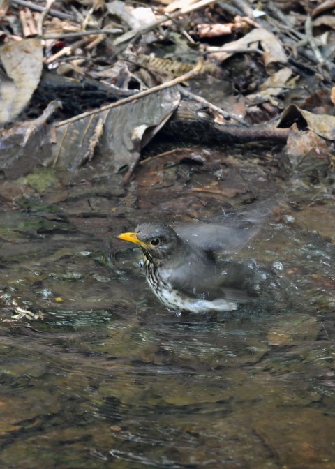 クロツグミ♀8264
