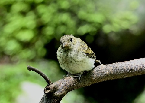 キビタキ幼鳥3481
