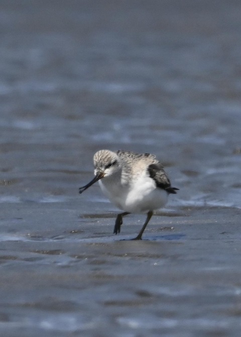 ソリハシシギ3128