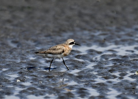 メダイチドリ2525