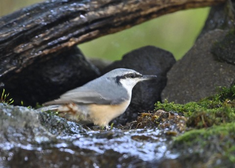 ゴジュウカラ2329