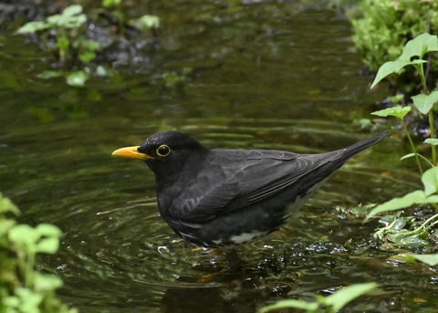 クロツグミ♂3455