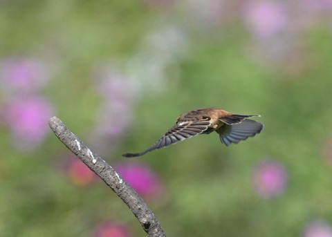 ノビタキ♀1768
