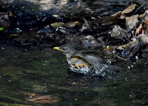 クロツグミ♀4406
