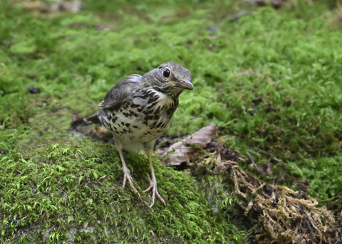 クロツグミ♀幼鳥5292
