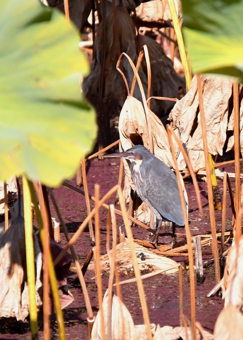 タカサゴクロサギ9258