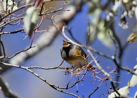 マミチャジナイ2569