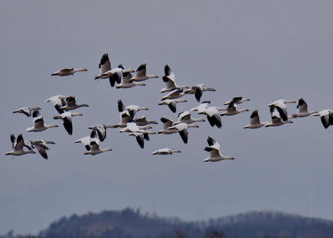 ハクガン6809 - コピー
