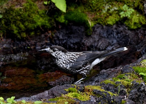 ホシガラス幼鳥3240