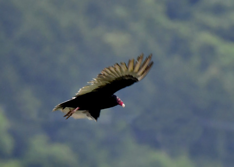 ヒメコンドル0830