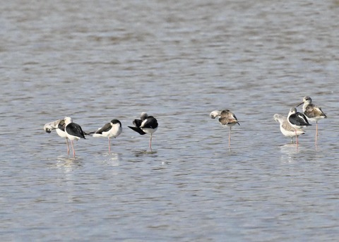 セイタカシギ2421