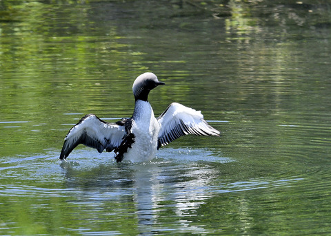 羽ばたく・シロエリオオハム9399